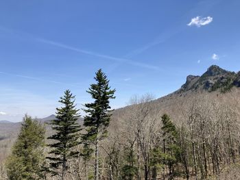 Plants growing on land against sky