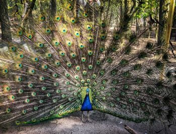 View of peacock on field