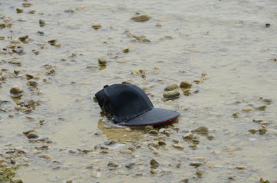 High angle view of crab on beach