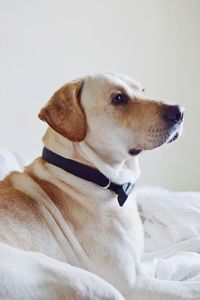 Close-up of dog looking away while sitting on bed