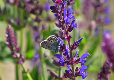Close-up of butterfly pollinating on sage flowers