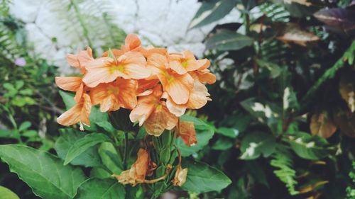 Close-up of flowers blooming outdoors