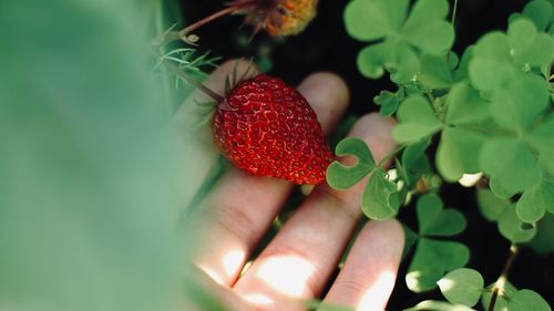 Close-up of hand holding strawberry