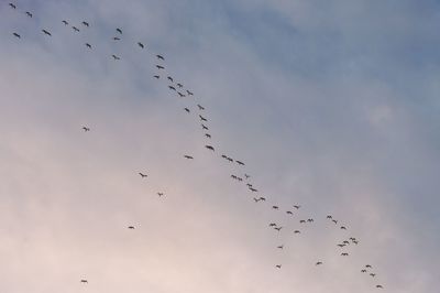 Low angle view of birds flying in sky