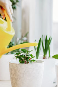 Woman is watering house plants from yellow watering can. care of potted flowers. 