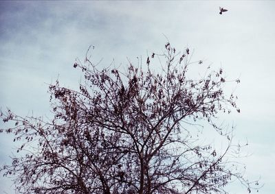 Low angle view of bare tree against sky