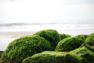 Close-up of moss on beach