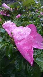 Close-up of raindrops on pink rose flower