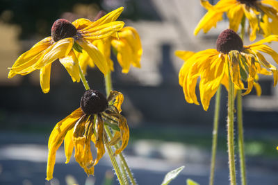 Close-up of insect on yellow flower