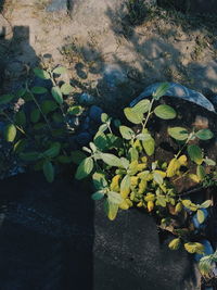 High angle view of leaves floating on water