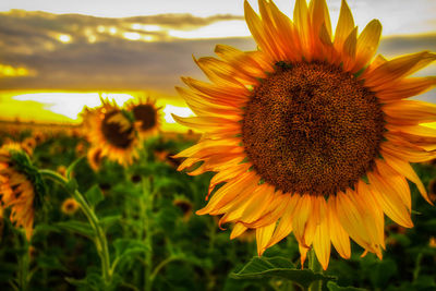 Close-up of sunflower