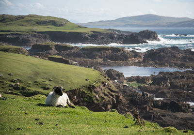 Sheep sitting on rock by field against sky
