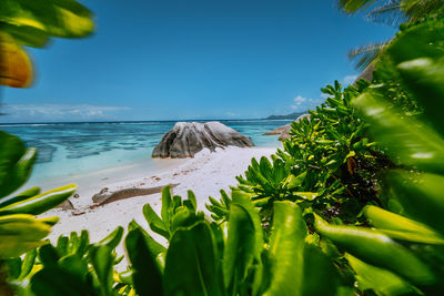 Plants growing on beach against sky