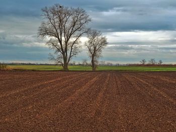 Bare tree on field against sky