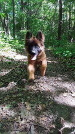 Dog in forest