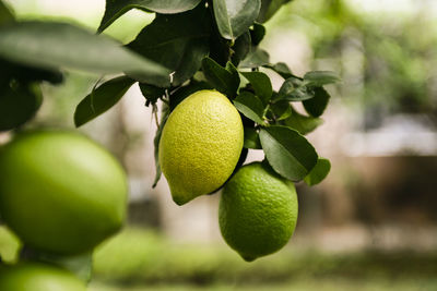 Close-up of fruits hanging on tree