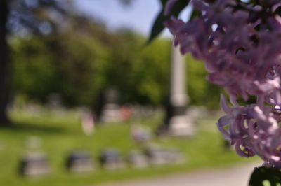 Close-up of flowers against blurred background