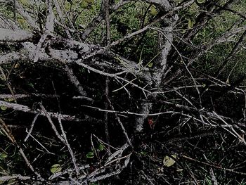 Full frame shot of tree growing in forest