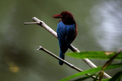 Close-up of bird perching on a branch