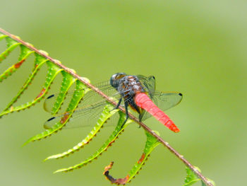 Close-up of insect on leaf