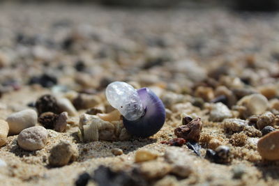 Violet sea snail