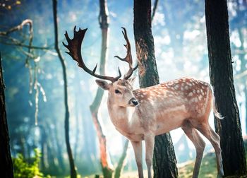 Deer in a tree