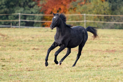 Horse standing on field