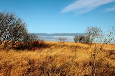 Bare trees on landscape against blue sky