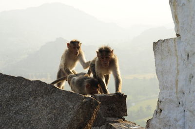 Monkey walking around on a stone wall in hampi, india