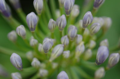 Close-up of purple flowers