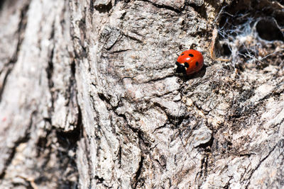 Close-up of ladybug on tree trunk