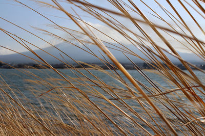 Close-up of dry grass on beach against sky