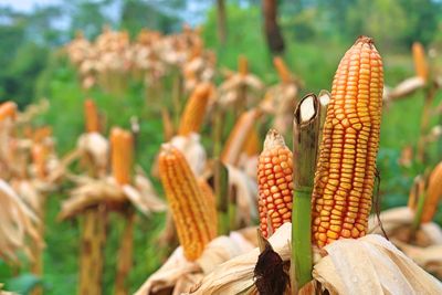 Close-up of corn on field