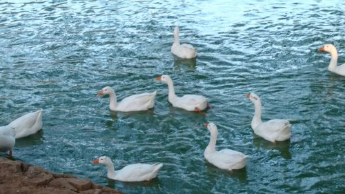 Birds in calm water