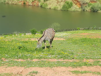 View of a horse on field by lake