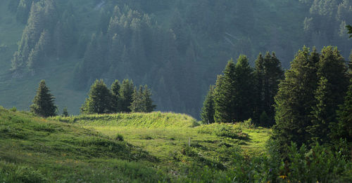 Pine trees in forest