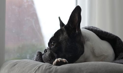 Close-up of boston terrier relaxing on sofa at home