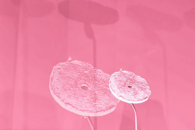 Close-up of pink flower against red background