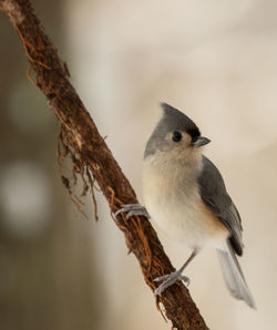 Close-up of bird perching on branch