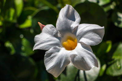 Close-up of flower blooming outdoors