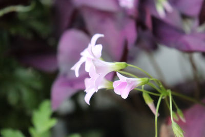 Close-up of pink flowering plant