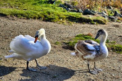 View of white birds on grass