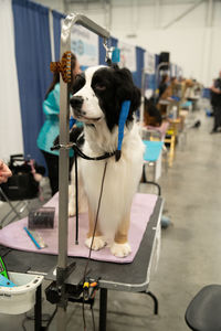 Close-up of a dog standing on a grooming table looking away