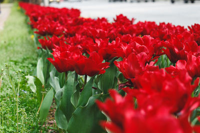 Close-up of red flowers blooming outdoors