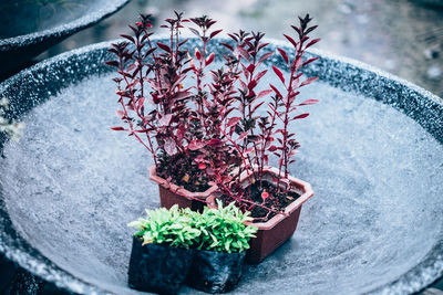 High angle view of potted plants on stone at park