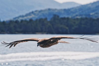 Close-up of bird flying over lake