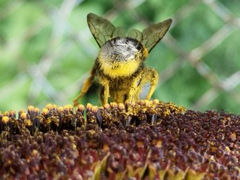 Close-up of bee on flower