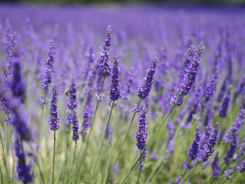 Close-up of purple flowering plants on field