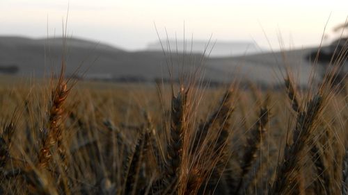 Close-up of wheat field against sky