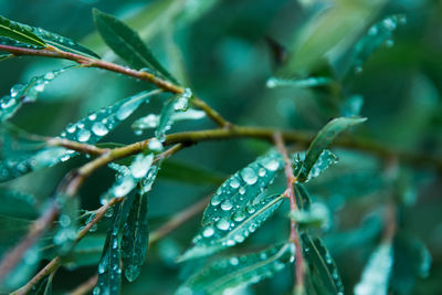 Close-up of wet plant leaves during rainy season